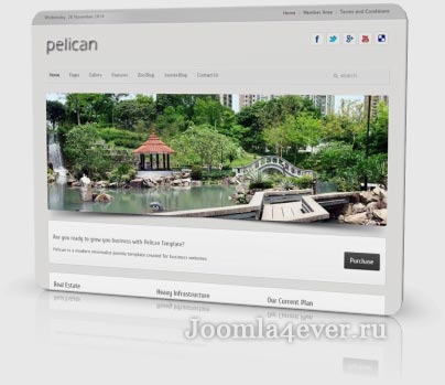 pelican